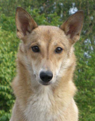 are canaan dogs primitive