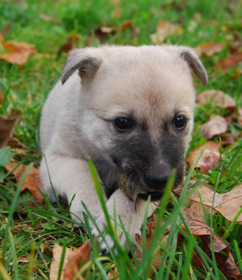 kennel Chanco - urhundskenneln Canaan Dog(Kanaan hund)