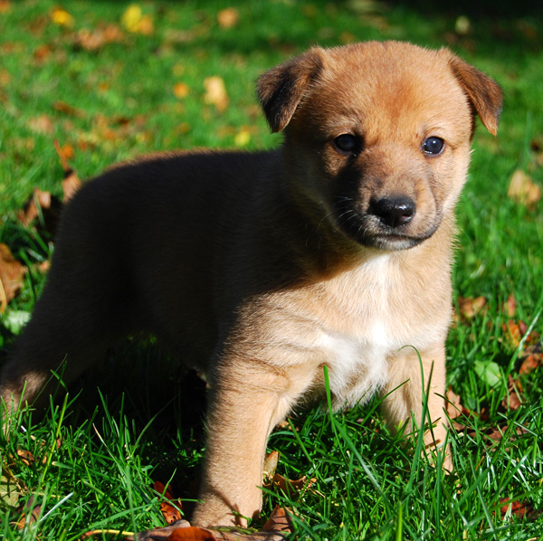 kennel Chanco - urhundskenneln Canaan Dog(Kanaan hund)